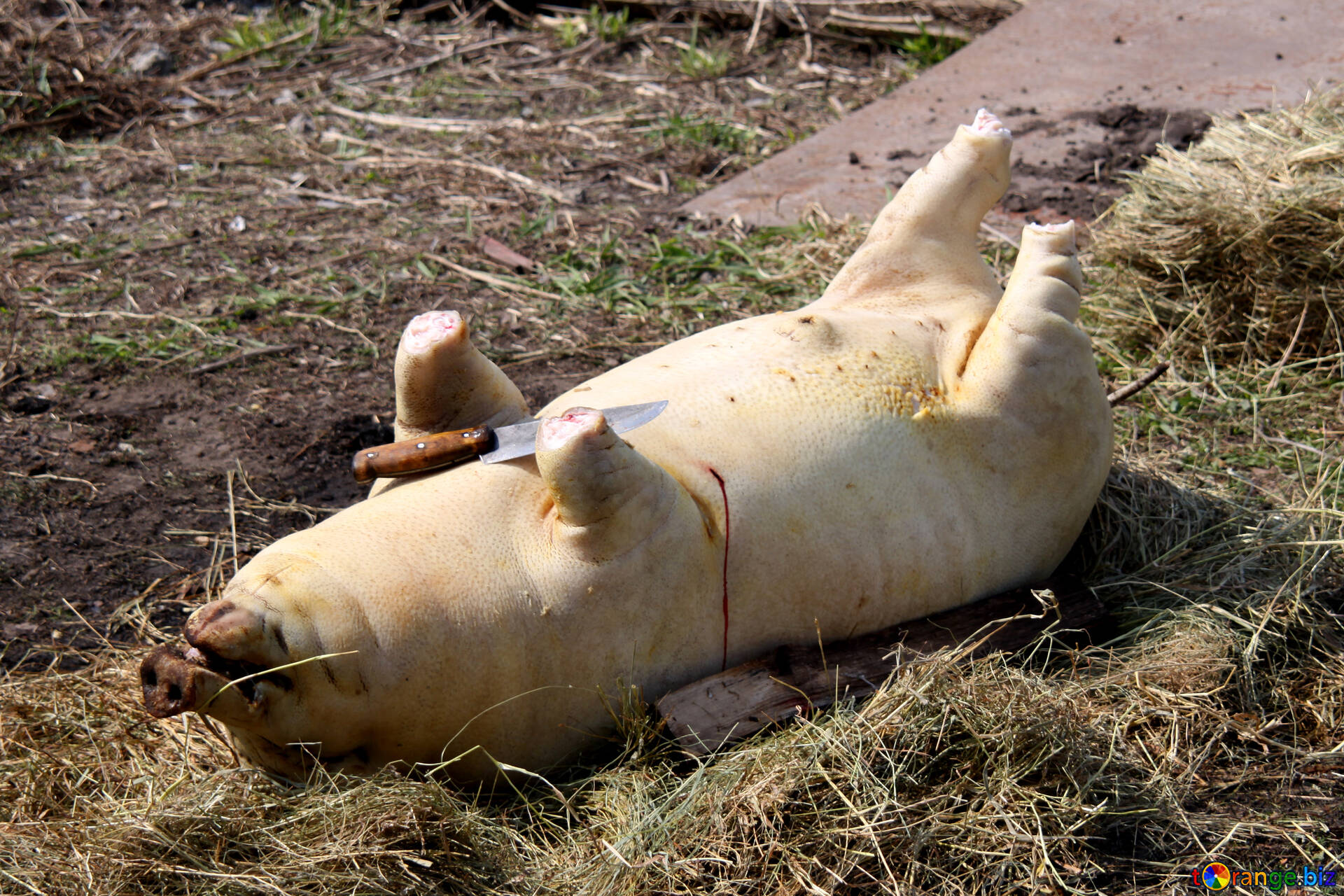 豚の死体を解体 無料の写真 肉 ブタ 無料の写真 死 1856 Torange Biz