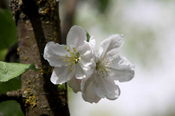 Apple blossom №1814