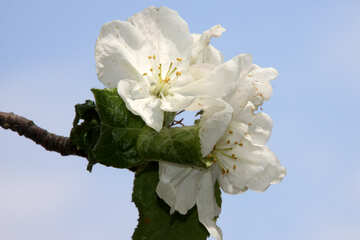 White flower apple on blue background №1812
