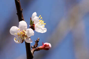 Flowers apricot