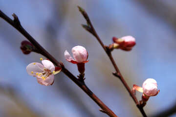 Boccioli di fiori di albicocca №1601