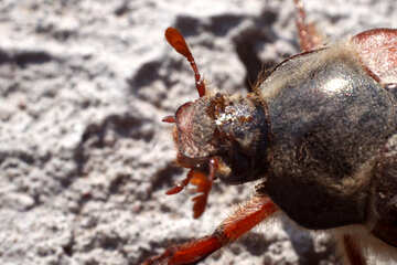 Beetle №1712