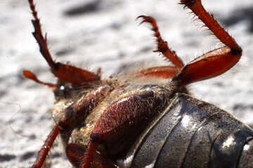  Detalles del pie escarabajo de mayo  №1710