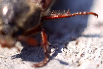 Foot June bug. Macro №1706