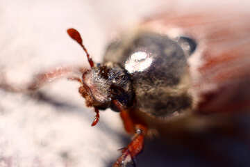 La testa dello scarabeo №1708