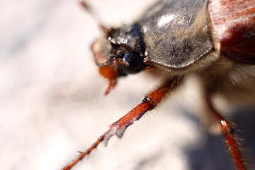Grande piede dello scarabeo di maggio №1707