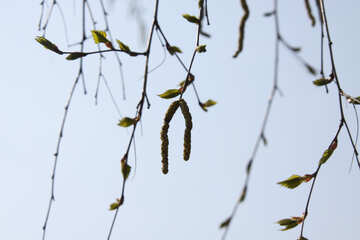 Birch twigs №1776