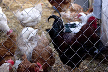 Poultry in the corral №1066