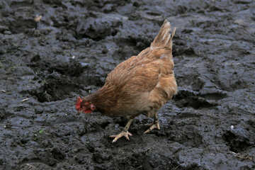 Ginger Chicken №1178