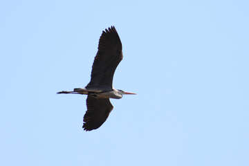 Gray Heron flies №1195