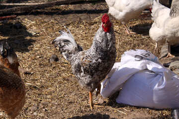 Gray rooster standing on one leg near the bag with food №1219