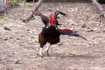 Rooster runs wings spread №1575