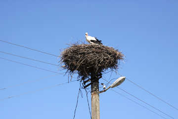 Stork in nest №1605