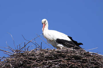 Stork standing in the nest №1606