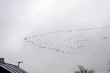 Flying migratory birds №1176