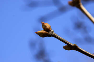 The buds on branch