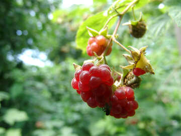Ripe raspberry hanging on branch №1737