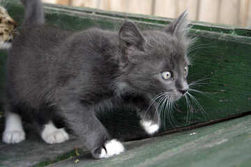 Gray Kitten №1050