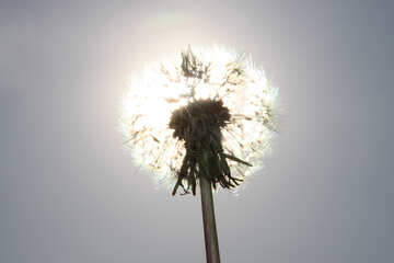 Dandelion on the sun №1592