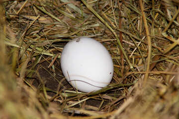 Egg in the nest №1143