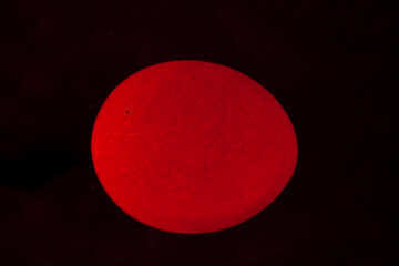 Huevo Rojo №1242