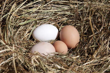 Los huevos en el nido №1069