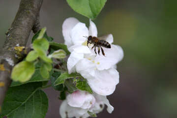 Bee flies to the flower