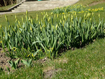 Daffodils sprout №1425