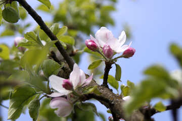 Las flores de flor de manzana №1819