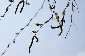 Spring. Birch dissipated №1777