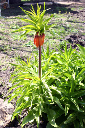 Imperiale Parte superiore Fritillaria imperialis  №1635