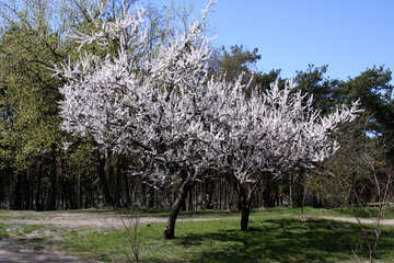 Abricot floraison №1593