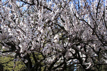  de flores de árboles frutales de la corona de flores de primavera  №1595