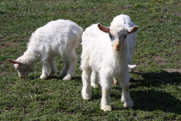 Goats grazed №1286