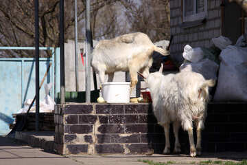 The goats walk around the yard №1277