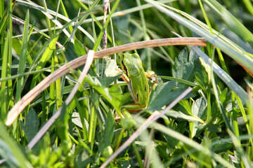 A green frog on the green grass №1584