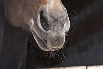 The nose and lips are red horse №1206