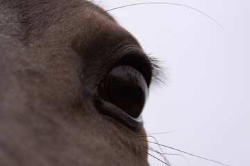 Eye of the horse №1055
