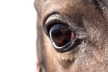 Eye of the horse №1085