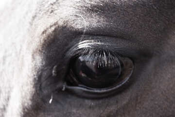 Horse eye black and white №1138