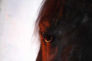 Auge eines Pferdes bei Sonnenuntergang №1202