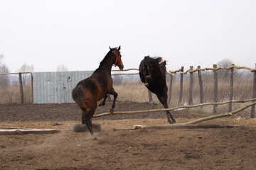 Foals jump barrier №1128