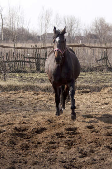 A pregnant mare №1132
