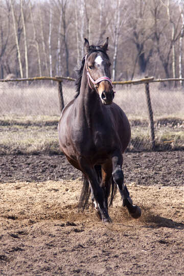 A pregnant mare runs №1137