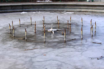 Лід у фонтані №1417