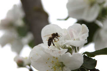 abelha vôo em torno flor №1949