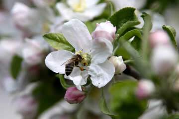  recogidos néctar avispa abeja  №1947