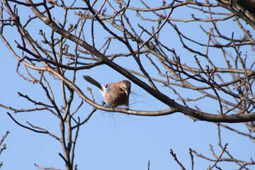 Jay sur arbre branche constructions nid №1190