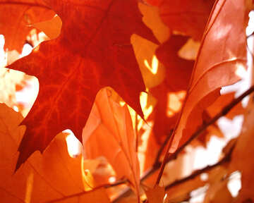  de hojas de otoño otoño Hoja  №1001