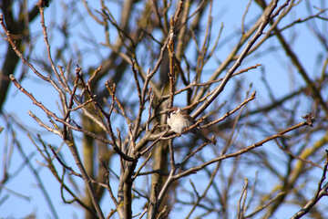 Sparrow  at  thread  tree №1192
